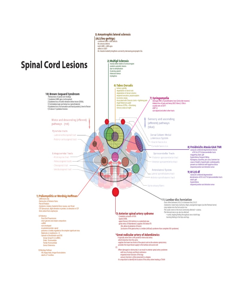 Spinal Cord Lesions | PDF | Spinal Cord | Central Nervous System