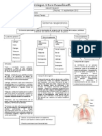 Sistema Respiratorio