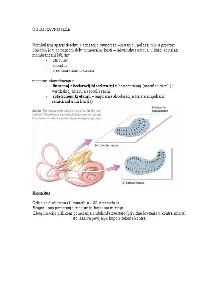 Culo Ravnoteze - Fiziologija I Deo | PDF