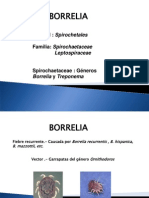 Borrelia y Treponema