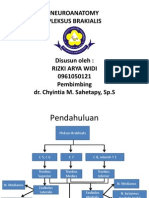 Plexus Brachialis