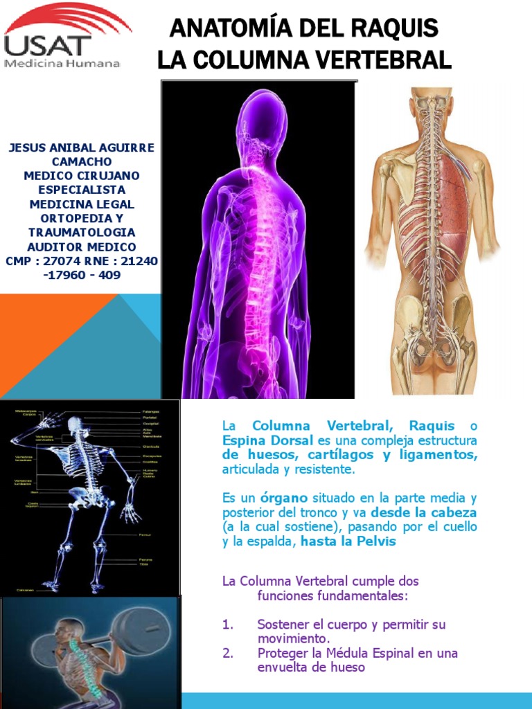 Anatomía de la Columna Vertebral y Médula Espinal | PDF | La columna ...