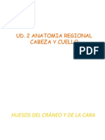 Láminas_ UD2 Anatomia Regional Cabeza y Cuello