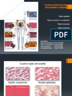 Tejidos Bàsicos Del Ser Humano