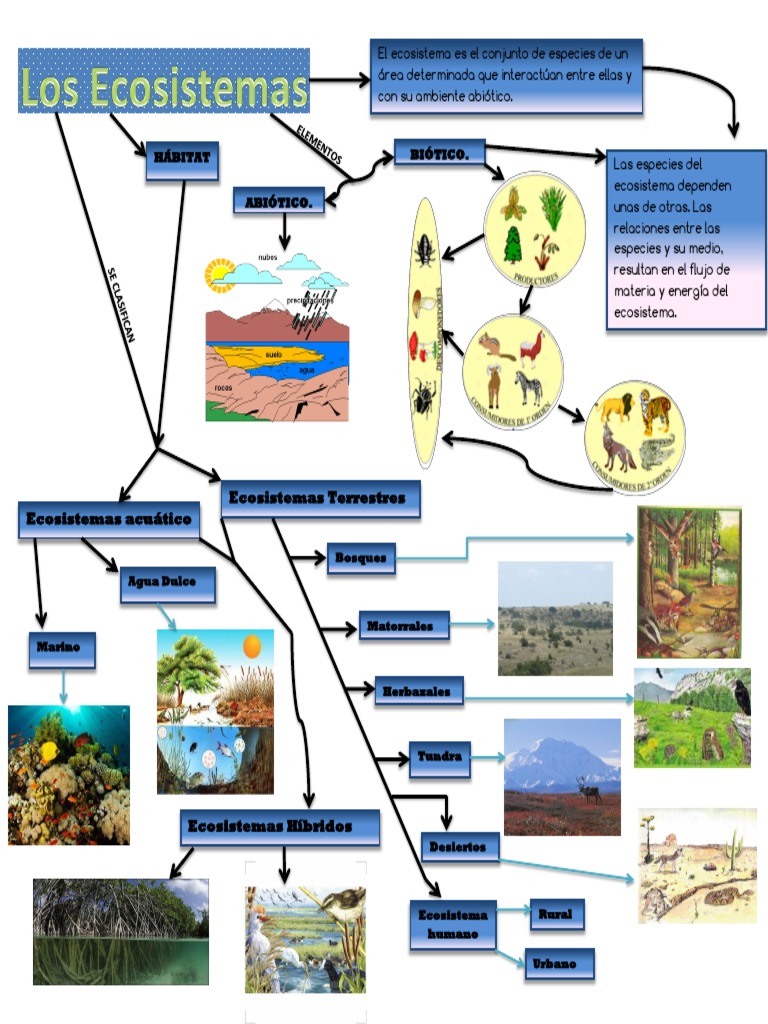Hoja De Trabajo Con Mapa Conceptual De Ecosistemas Los Ecosistemas