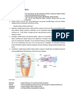 Struktur Tubuh Porifera