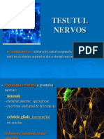 2012-tesut-nervos-130201053608-phpapp01