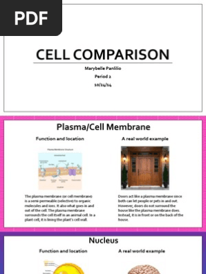 Cell Comparison Endoplasmic Reticulum Vacuole