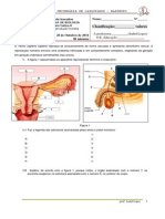 Reprodução Humana Teste Sumativo