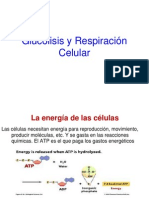 Glucolisis Respiracion