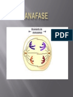 Anafase