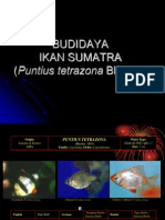 Budidaya Ikan Sumatra