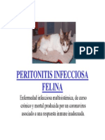 Peritonitis Felina