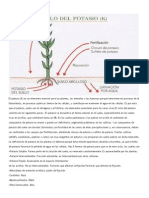 Ciclo Del Potasio