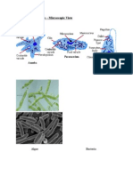 Unicellularorganisms Microscopicview