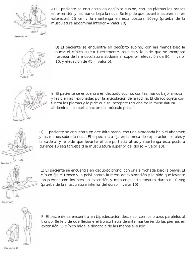 Kraus er Músculo Anatomia animal
