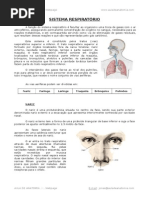 Sistema Respiratório