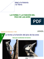 Picos de Aves