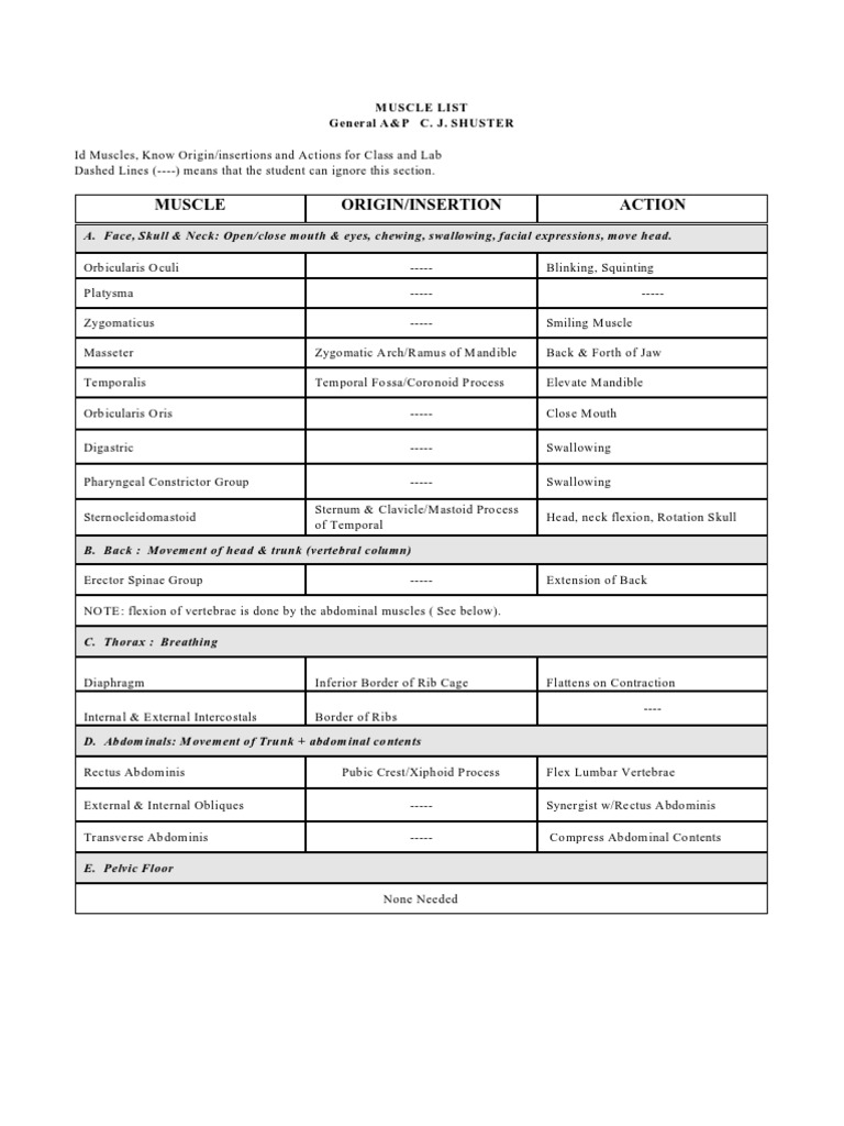Muscle Origin And Insertion Download Free Pdf Anatomical Terms Of