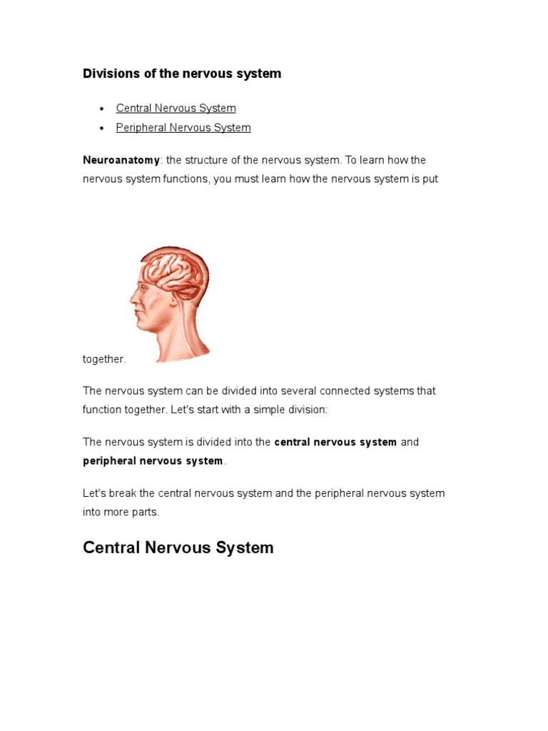 Nervous System of Human | PDF | Autonomic Nervous System | Nervous System