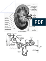 Imágen Anatomía Riñón y Nefrona