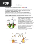 Filo Cnidaria- (Biologia )