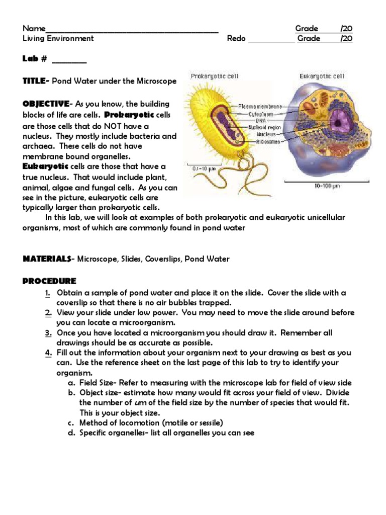 Pond Water Prokaryote Cell Biology