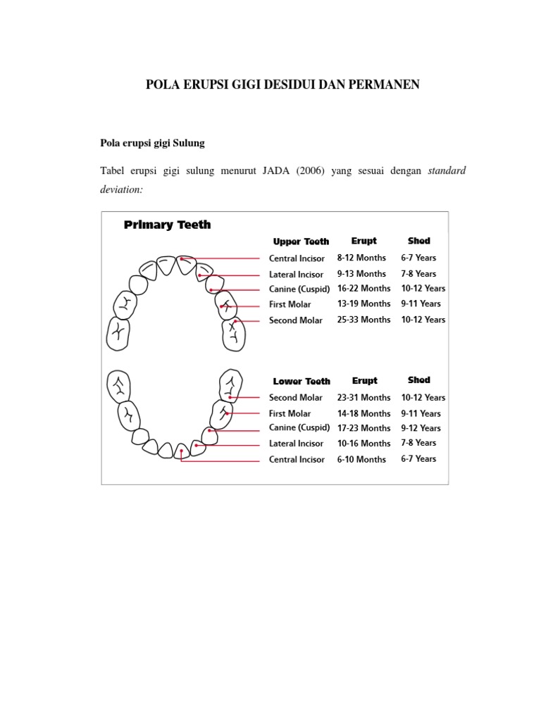 Pola Erupsi Gigi Desidui Dan Permanen Pola Erupsi Gigi Desidui Dan Permanen