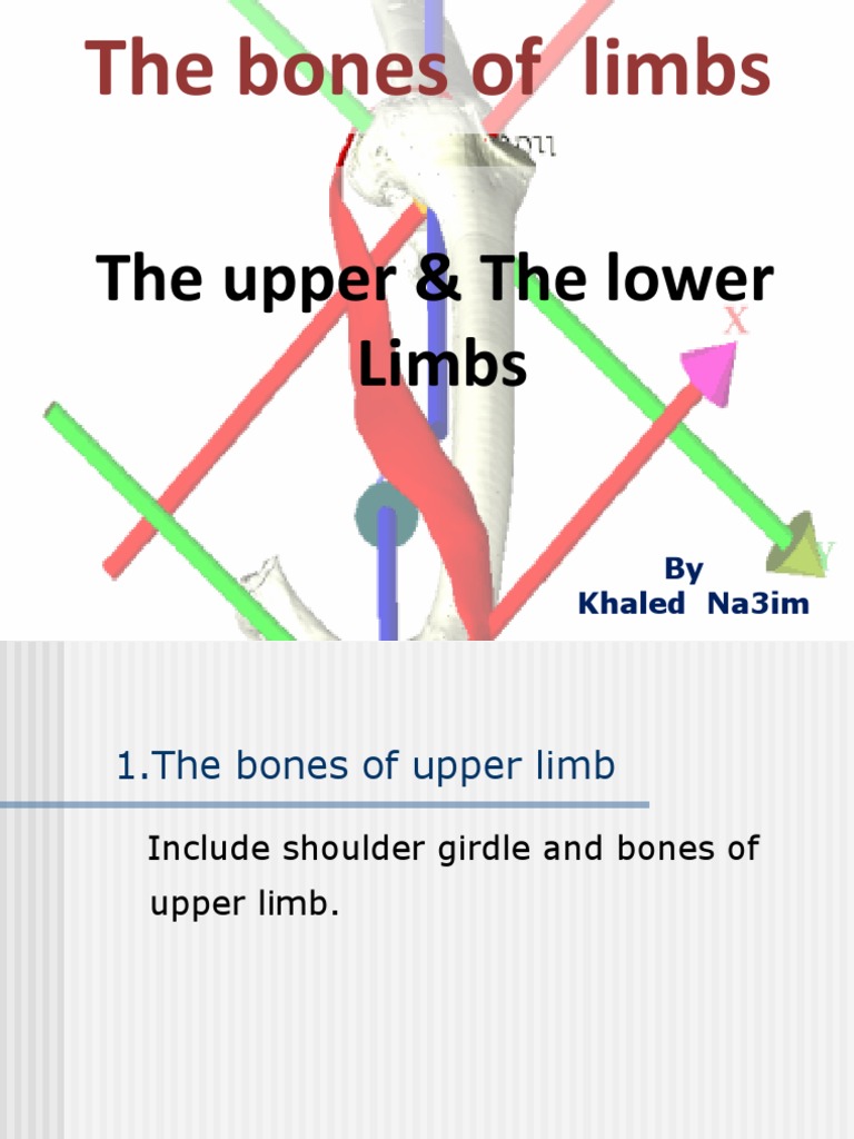 Bones of Upper Limbs | PDF | Musculoskeletal System | Limbs (Anatomy)