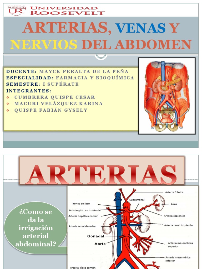 Arterias Venas Y Nervios Del Abdomen Pdf Abdomen Anatomia Animal