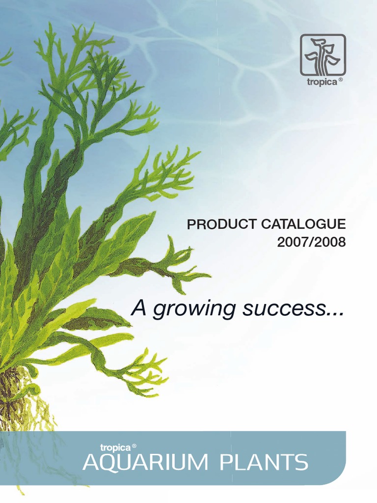 HYGROPHILA COSTATA (ACANTHACEAE), NUEVO REGISTRO PARA LA FLORA DE EL  SALVADOR RESUMEN Se registra la ocurrencia de Hygrophila c, image size:768x1024