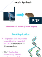 Gene To Protein Slides Sultany