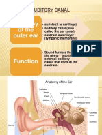 Objects in Auditory Canal