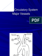 Human Circulatory System Major Vessels