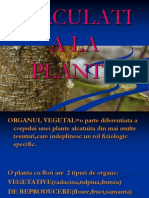 Circulatia La Plante