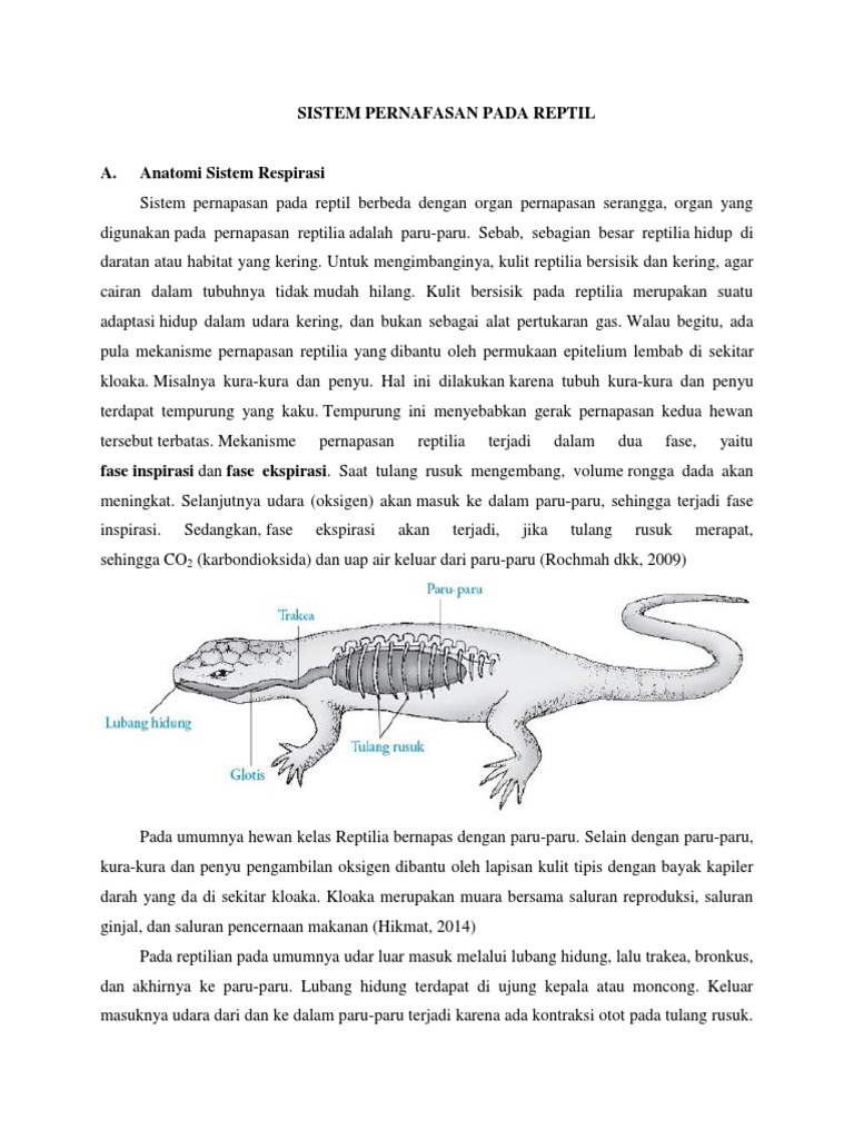 77 Koleksi Gambar Organ Pernapasan Hewan Reptil Gratis Terbaik Gambar Hewan