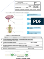 Prueba Sistema Nervioso