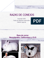 02 Razas de Conejos