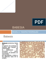 BABESIA