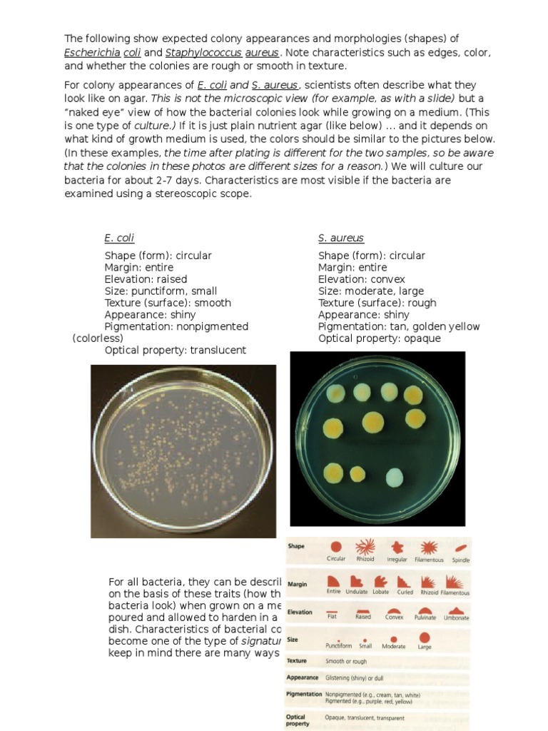 Bacteria Colony Appearance Morphology Growth Medium Bacteria