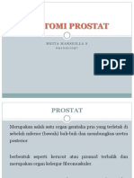 ANATOMI PROSTAT