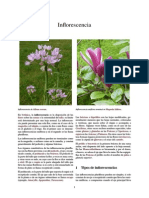 Inflorescencia.pdf