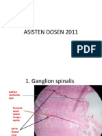 Materi Saraf