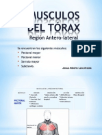 Musculos Del Torax