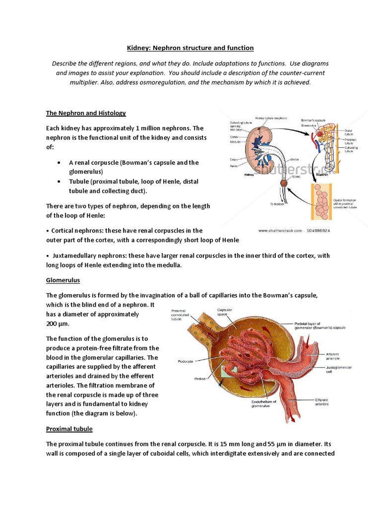 Kidney Nephron Structure and Function Biology Diagrams