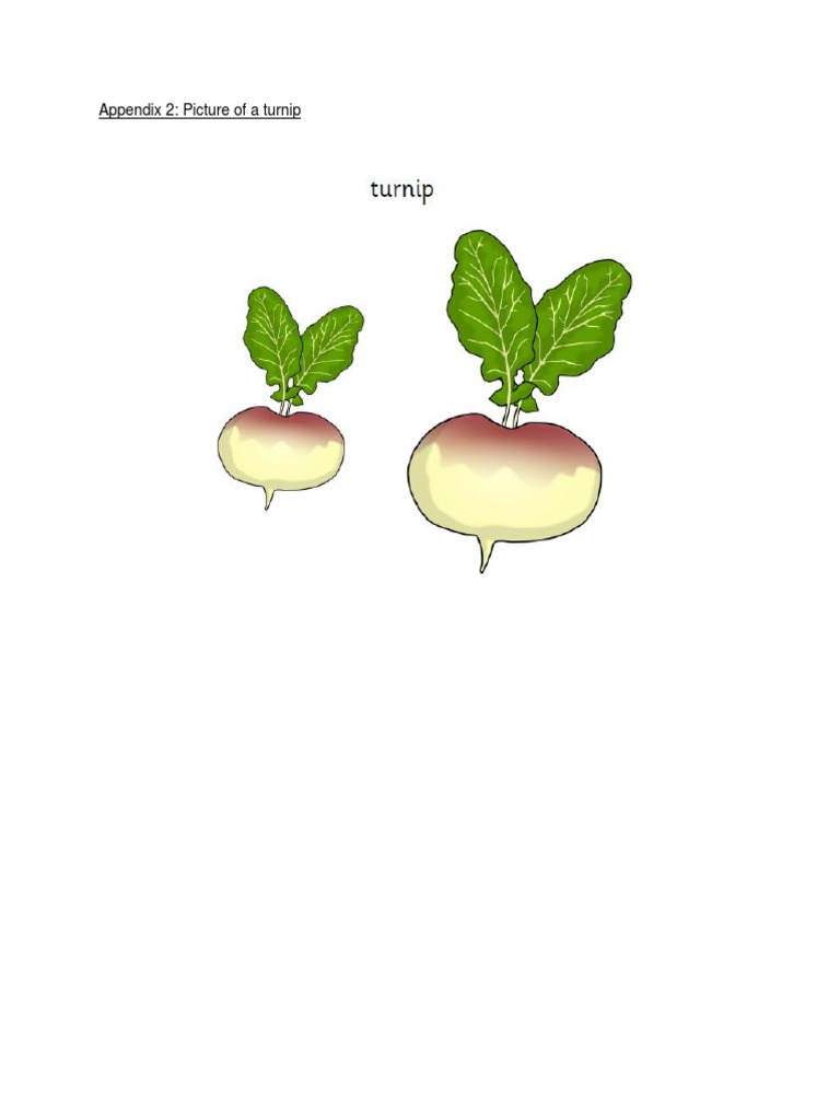 Appendix 2: Picture of A Turnip | PDF