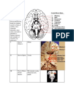 Los Nervios Craneales Son 12 Pares de Nervios