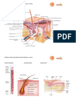Anatomy of the Skin - Epidermis, Hair, and Nails