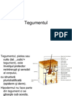 Tegumentul