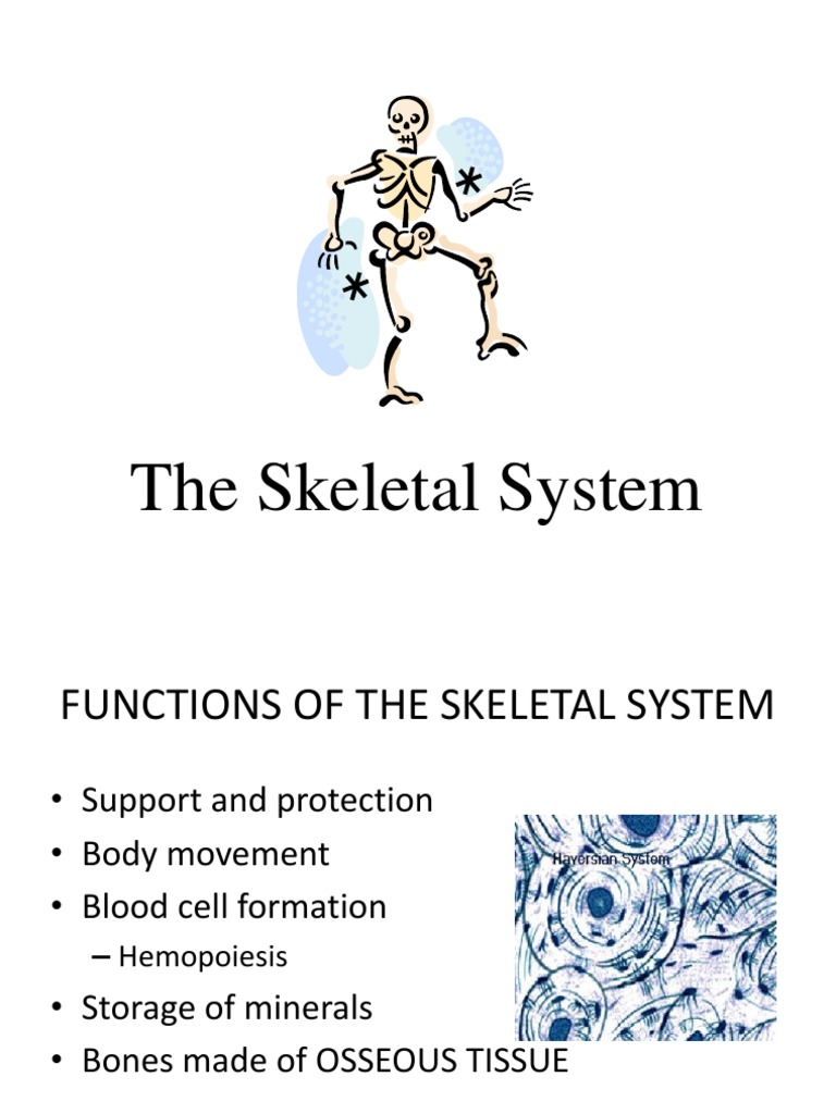 Overview of the Skeletal System Functions | PDF | Social Science